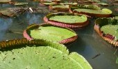 Victoria Regia Fuente: flickr.com por mauroguanandi