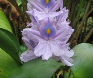 Turmeric flower - Botanical Garden El Darién.  Source:  Panoramio.com  By: Fabio Ocampo C